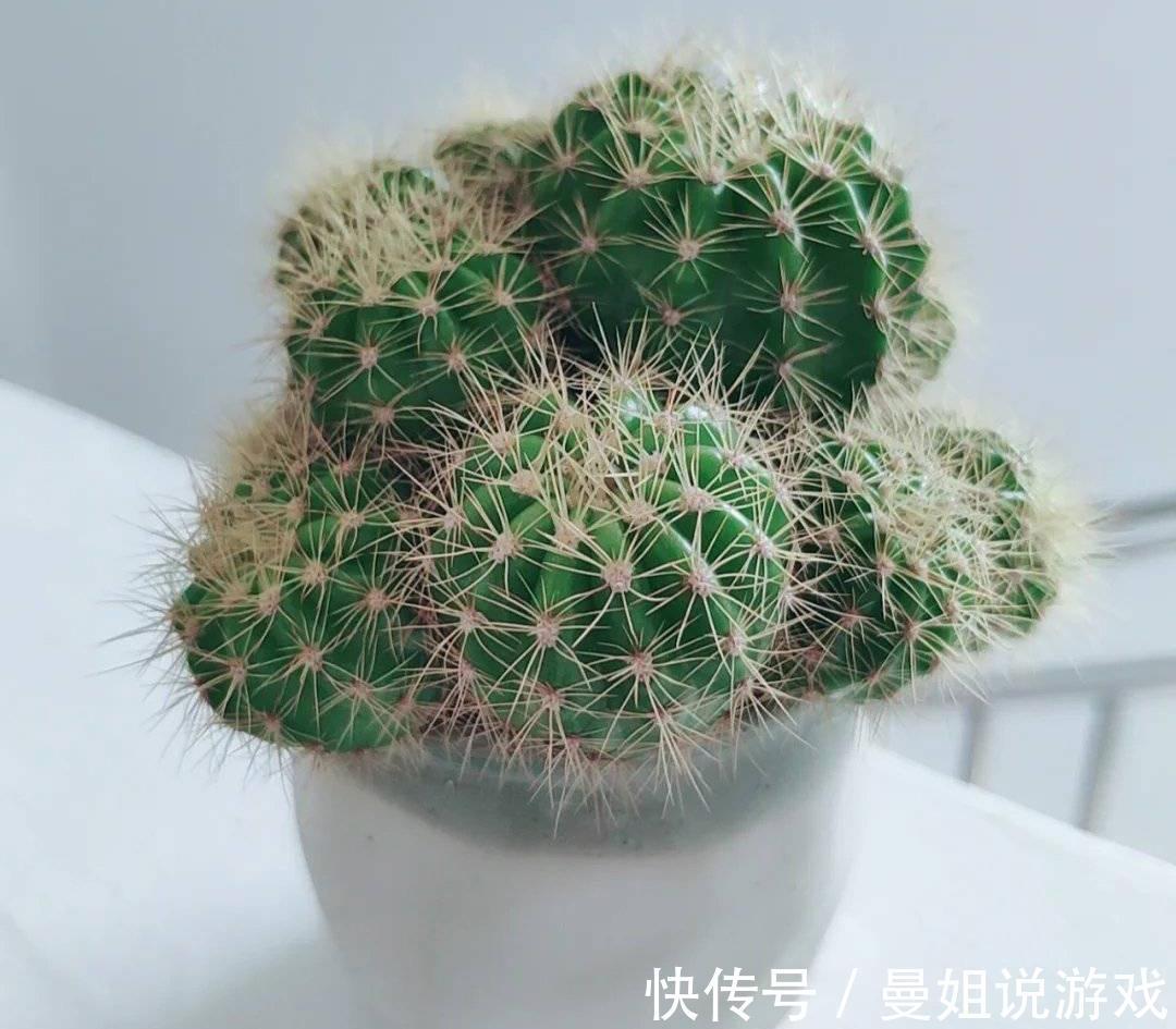 冬季养仙人球的2个技巧,越长越壮,顺利过冬花多色艳