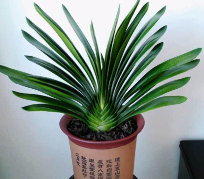 养君子兰有“六怕”，你知道吗？新手一定要避开