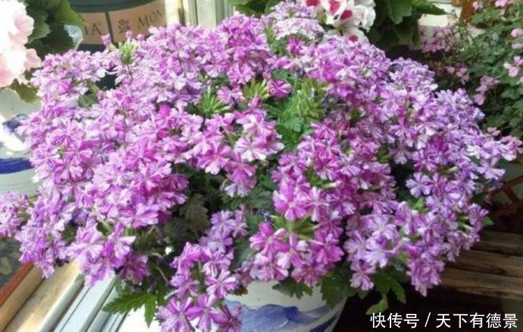 花芽|4种花是“爆盆能手”，好养易活，沾土就活，开花又大又艳