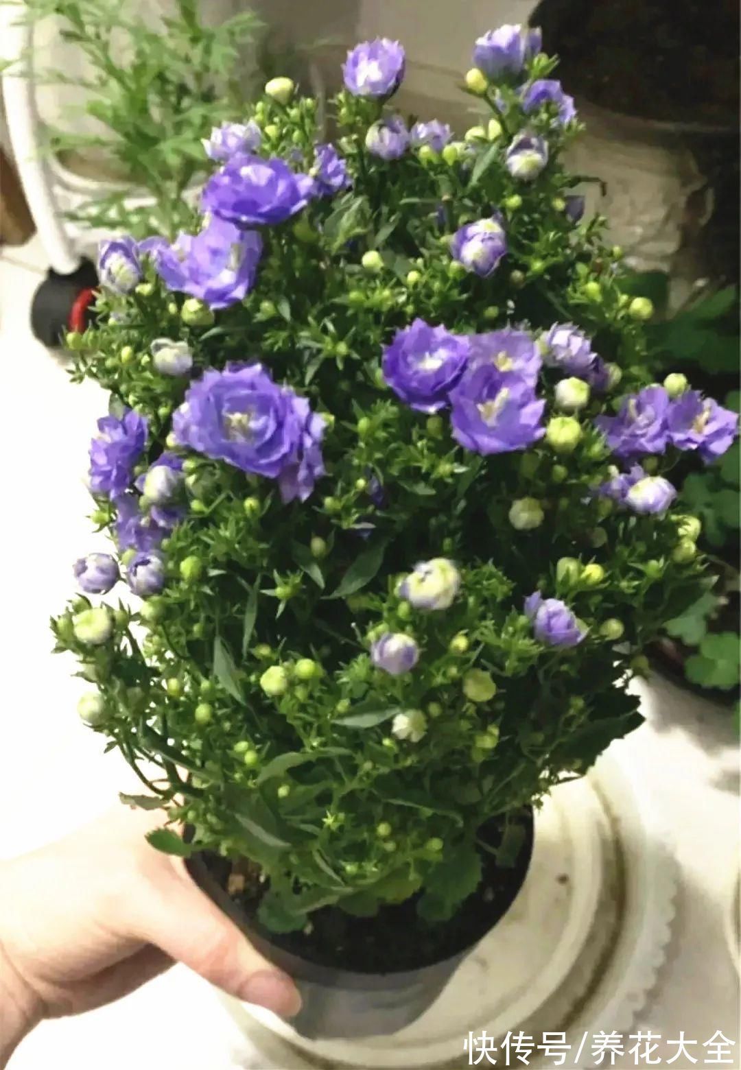 今冬最火网红花,密密麻麻“风铃”花苞,气质十足有格调