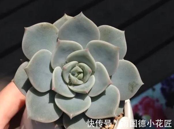 万万想不到此个，多肉竟然占，人气排行榜第一