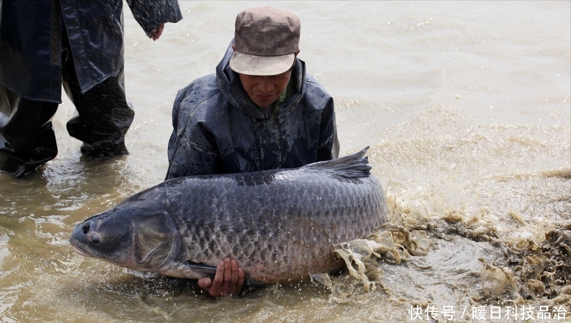 钓鱼|大鱼真的难钓吗?学到这7个技巧,助你天天钓大鱼