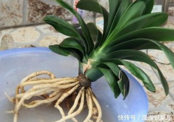 立春前后给植物换盆,抓牢这3细节,后期才能够快速服盆