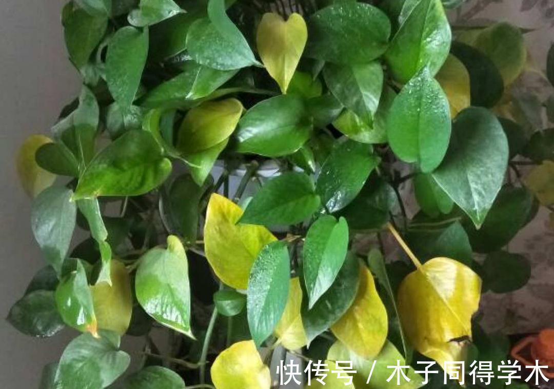 7种花,立秋后换盆,秋冬才能越养越好