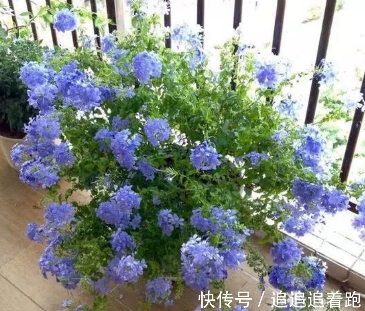 这几款小花,便宜又好养,“花香”飘满屋,花美心情好!