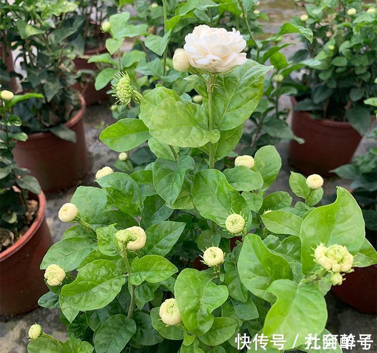 花界|此花号称“花中仙”，姿态端庄赛玫瑰，花期200天，新手也能养