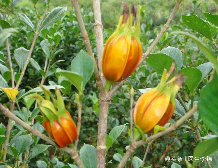 泡水|晚上易失眠多梦用此物泡水,睡前来一杯,改善睡眠,一觉到天亮