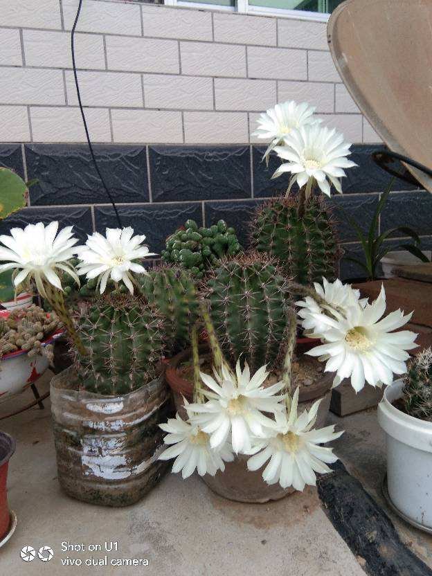 长寿花|8种花是“旱鸭子”，水一多就容易烂，不浇水反而壮得像萝卜