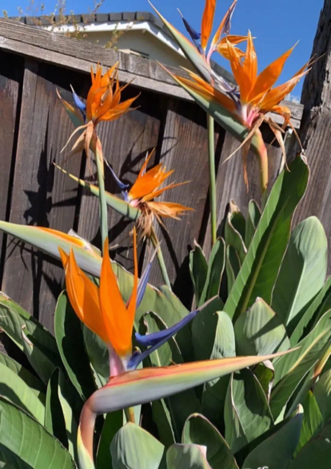 1种花长得像金鱼,耐寒好养活,种得越多越壮观