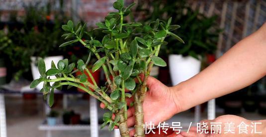 家养玉树的修剪,咔嚓两剪子,颜值整容式提升