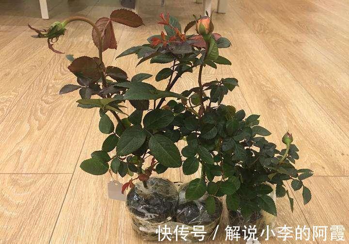 刚买的月季小苗黄叶黑杆枯萎，不是商家卖假货，只是养护方法不对