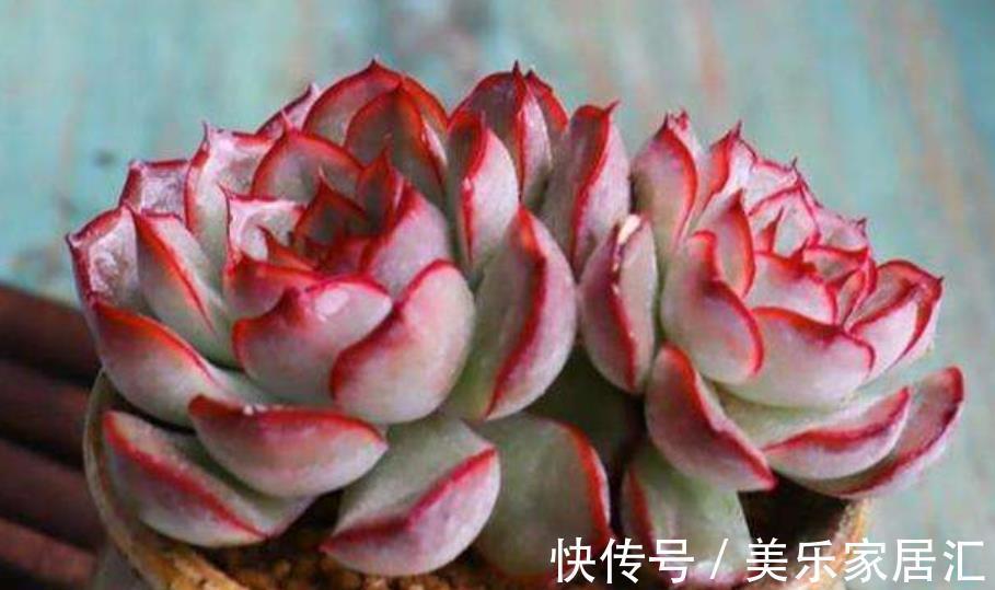 新手养盆多肉猎户座,皮实好养不徒长,叶片肥厚爱爆崽,美极了