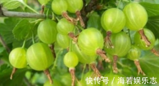 透翅蛾|灯笼果预防三高、养血养颜,农民教你种植技巧收获优质高产!