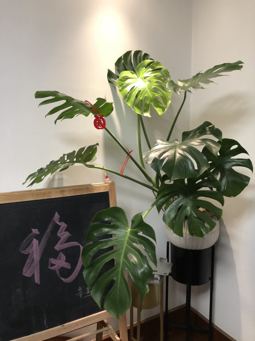 虎皮兰|适合放在办公室的花，净化空气一把手，路边三块钱就能买一盆