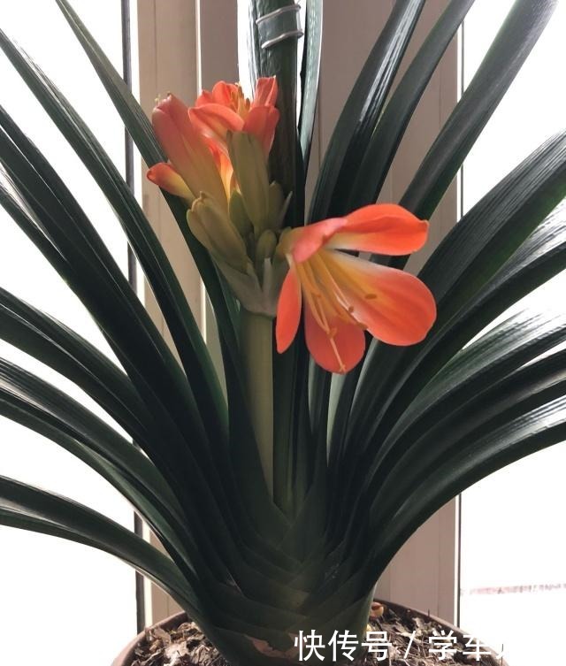 想要君子兰长得好长得快，这4点一定要做足“功课”，不然长不好！