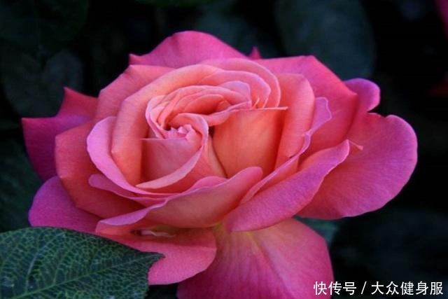 月季花的正确养殖方法,就这几点,你需要知道!