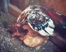 |搞笑GIF：妹子 有斑马线你们不 非要去翻护栏 这下尴尬了吧