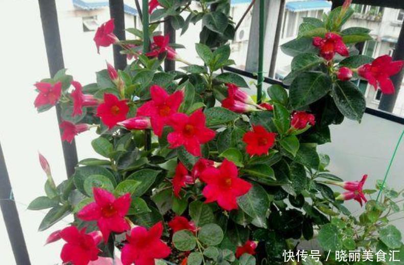 最有仙气的3种花,好养又漂亮,开花一茬又一茬,美如仙境!