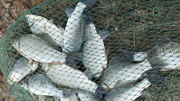 保鲜膜|五款自制饵料配方,鲫鱼疯狂着迷,杂鱼不沾,盛夏野钓大板鲫必备