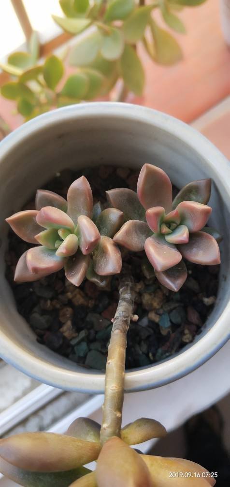 光照|新手入坑应该选哪些多肉,老花农告诉你秘籍,养这些没错了!