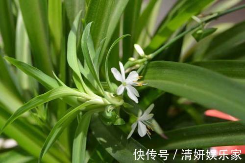 甲醛|别被卖花的忽悠了！有7种绿植才能去甲醛，放心入住新家