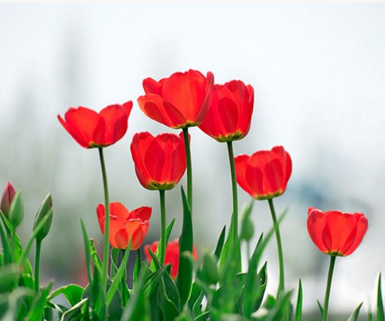 不能在家里养的花卉