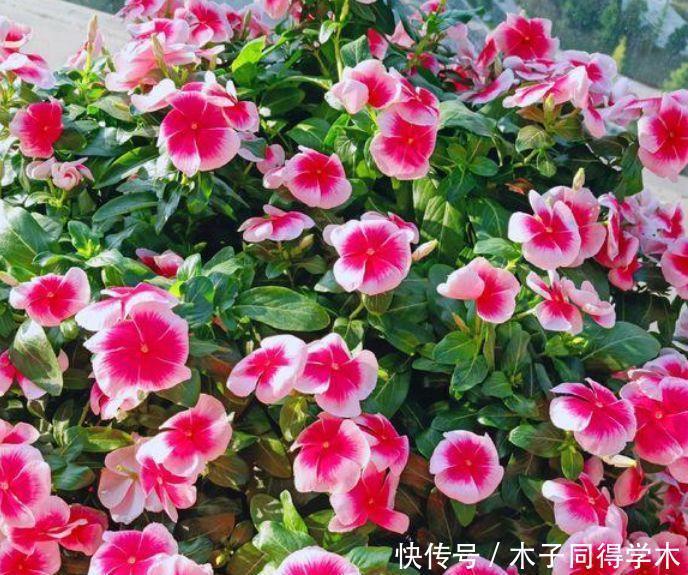 养花就养这几款,全年开花不停,花色鲜艳夺目,花朵美艳迷人