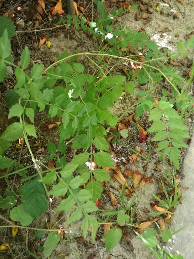 好好的院子,被一棵“霸道”的凌霄花给毁了