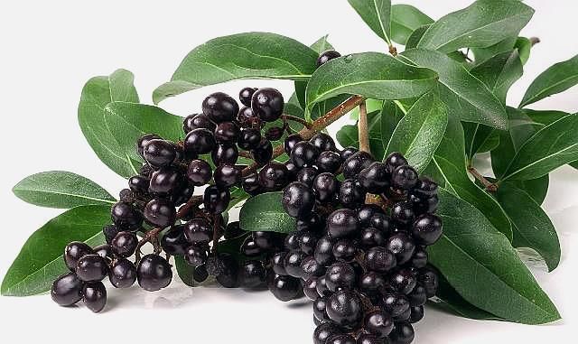 乌发|有一味不被重视的中药,补肝肾还明目生乌发,与枸杞比哪个好