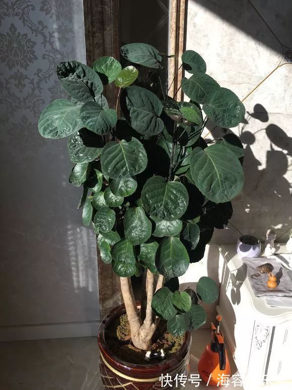 铜钱草|4种名字“有钱”的花,越养越有钱,家家必备!