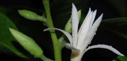 此花堪比空气净化器,比桂花香8倍,沾土就活,新手都能养爆盆