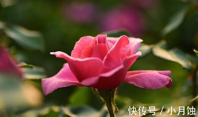 冬季养月季花,做好4要点,顺利越冬,来年开花多又艳