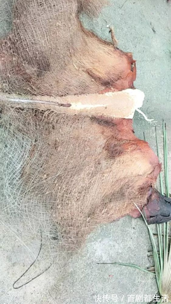 养花必备“排水物”,解决养花人的大难题!