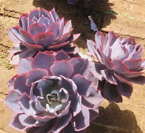 广寒宫|多肉中的“三仙”,颜值很高,扎根速度很快,桩子长到手臂粗