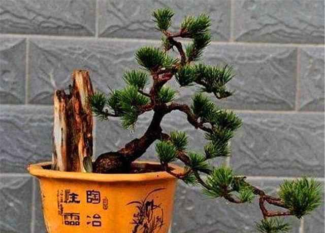 新手老桩盆景咋那么多老匠人学会5大“盆景嫁接法”就有了