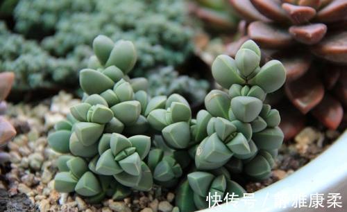 病虫害|公认省心的多肉植物,不生病虫害,好养开花美,适合新手!