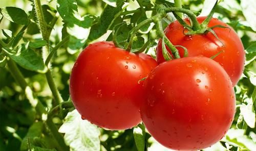  西红柿和它混着吃，很伤身体！但很多人依然无视，每天都吃！