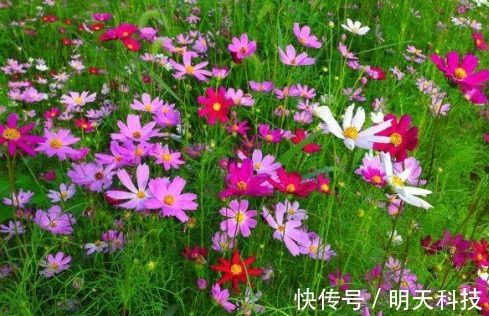 八种开花植物，好看还好养，养在家中，花开爆满阳台，好看极了！