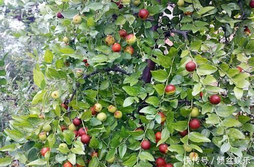 好几年没见过,常掉落一地没人捡,味道不好,作用却很大