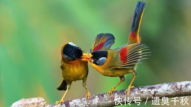 琵琶行!白居易一首冷门情诗,通俗易懂,感情真挚,很多人以为是现代诗