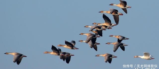 婚嫁|“随时南北,不失其节”——古代人婚嫁之时,为何总离不开大雁?