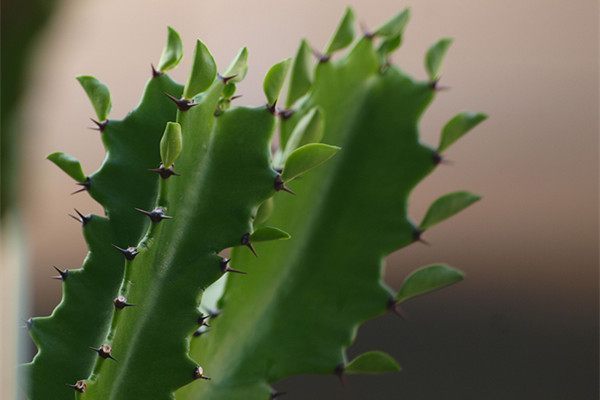 龙骨|最适合客厅摆放的盆栽,堪比空气净化器的绿植,大气又漂亮!