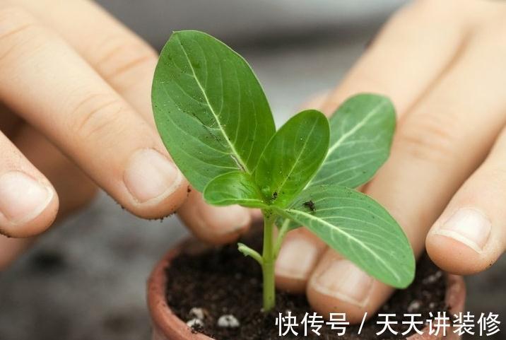 天天开花的长春花要如何养才能花繁叶茂，日日开花