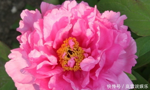  牡丹花|新手养护花卉，就养“花中之王”，比玫瑰、菊花强的画虎！