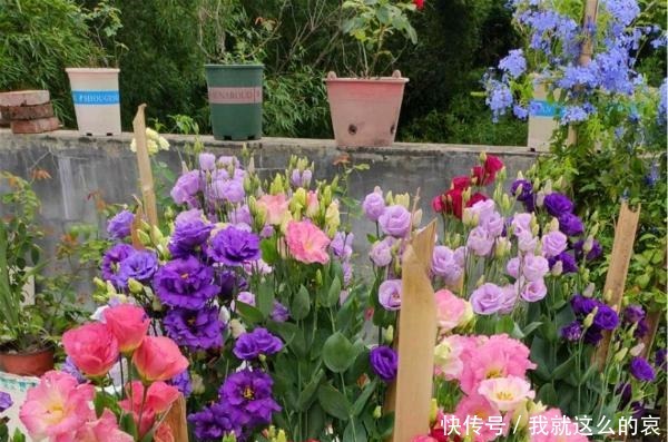 13种适合阳台养的紫色盆栽花,阳台养上几盆,天天“紫气东来”!