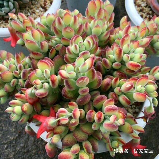 福娘|12款听名字就非常想喜欢的多肉,寓意好颜值高,放心养不后悔