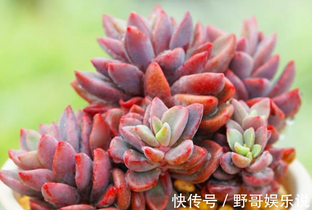 春天|多肉别名太多，一不小心就买重复，防不胜防，只能多学习点知识