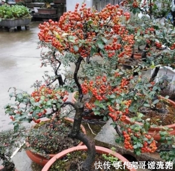 农村|农村遍地都是的植物，随便砍一棵都能做成盆景，别说你还不知道！