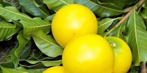 此物|天然的“补血果”是此物,女性多吃,排出毒素,预防妇科疾病