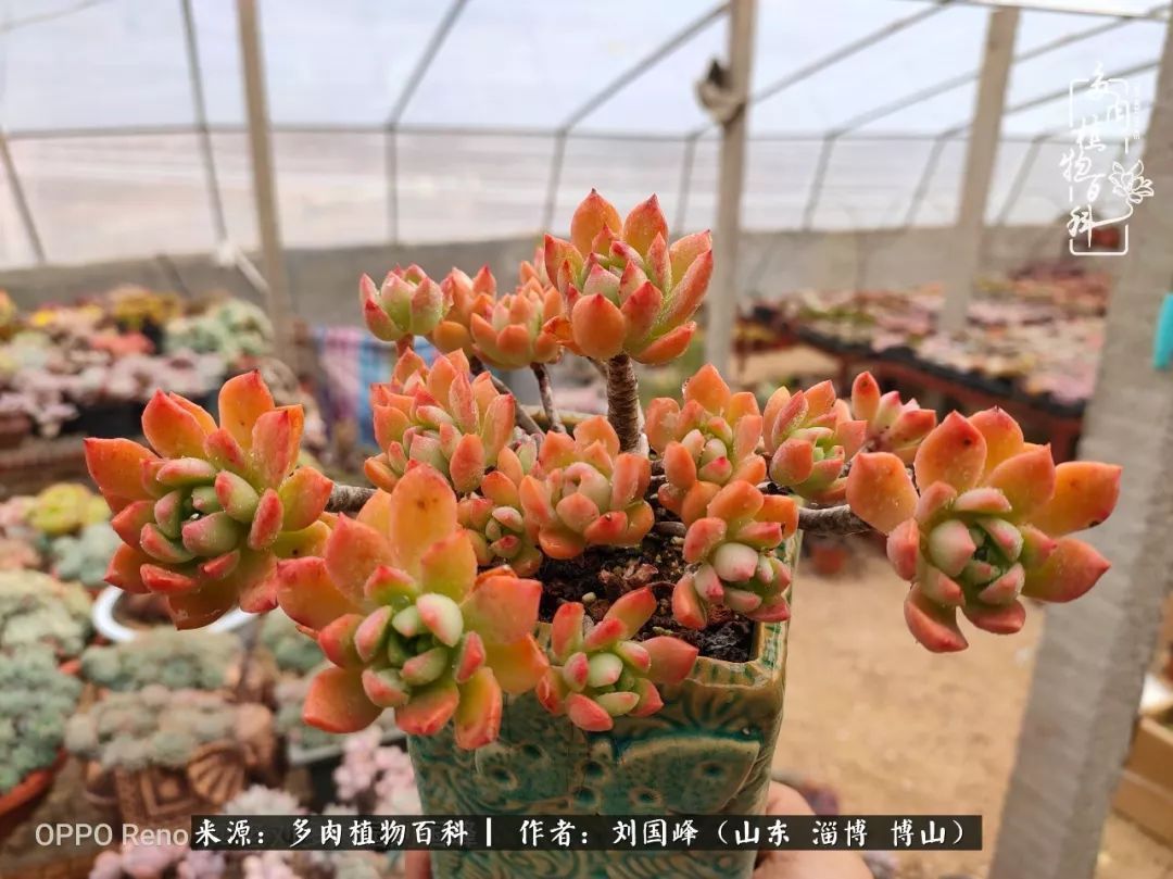 贵的不一定是对的，你的多肉究竟值多少钱附冬季养护攻略！